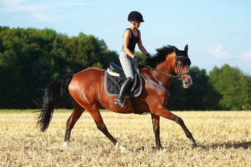 Young horse woman rides young horse on a harvested field in various gaits.