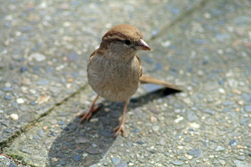 Spatz