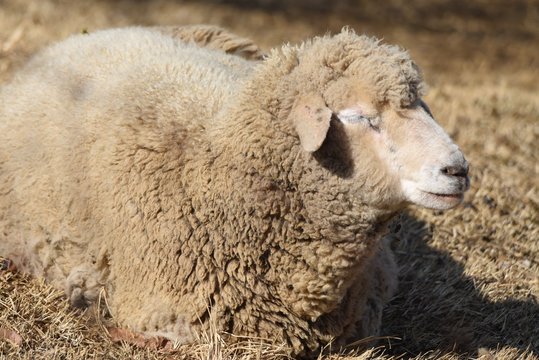 The sheep farm for the wool.