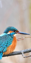 cute kingfisher bird in winter time,important Tovacov bird area in Czech republic