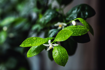 Fototapeta na wymiar closeup photo flowering branch of calamondin.