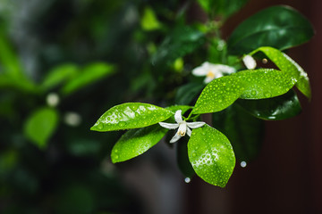 closeup photo flowering branch of calamondin.