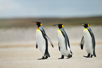 Three King penguins heading out to sea