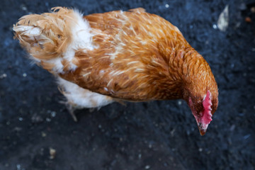 Brown backyard chicken 