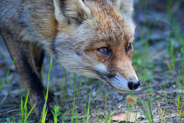 Volpe nel parco naturale della maremma