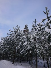tree in snow