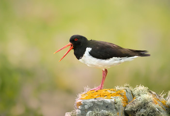 Eurasian Oystercatcher calling on a mossy rock