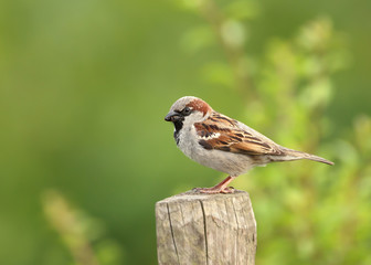 Portrait of a house sparrow perched on a post