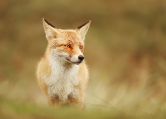 Naklejka na ściany i meble Portrait of a Red fox in the meadow.