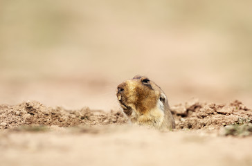 Close up of a big-headed African mole-rat