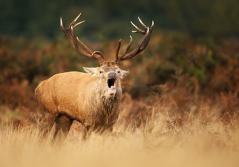 Naklejka na ściany i meble Red deer stag calling during rutting season