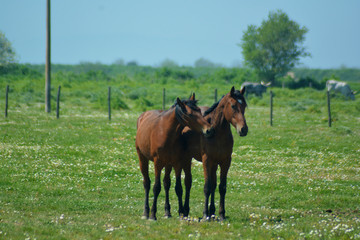 Cavalli