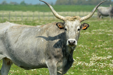 Obraz premium Mucca toscana in un campo in Maremma, Toscana, Italia