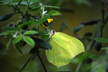 Farfalla in mezzo alle foglie