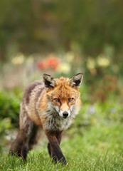 Close up of a Red fox against colorful background