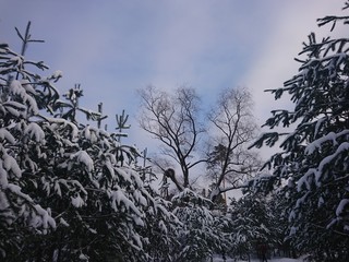 silhouette of a tree