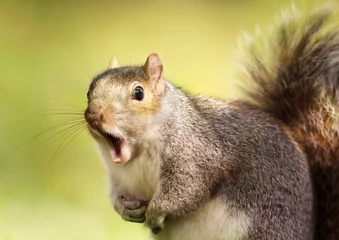  Close up van een grijze eekhoorn geeuwen © giedriius