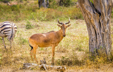 Fototapeta premium African antelope in Kenya
