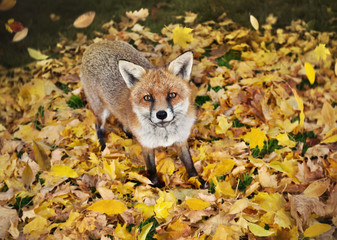 Obraz premium Red fox standing on the grass covered with autumn leaves
