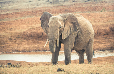 Fototapeta na wymiar African elephant in Kenya