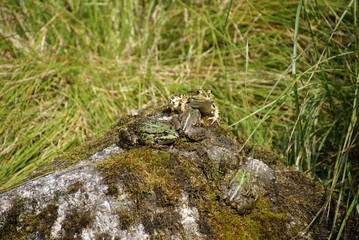 Frösche gemischt auf Felsen 2019222