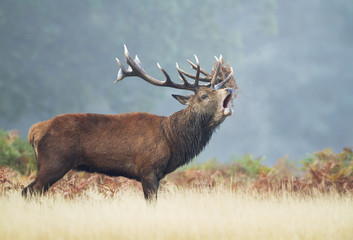 Naklejka na ściany i meble Red deer stag calling on a misty autumn morning