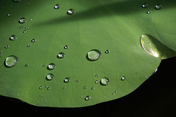Wassertropfen auf Lotusblatt 2019216 vor schwarzen Hintergrund