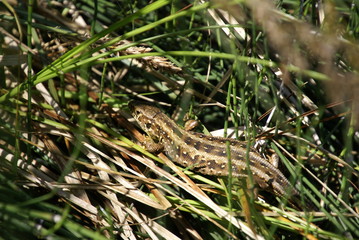 Zauneidechse braun im Gras 2019228