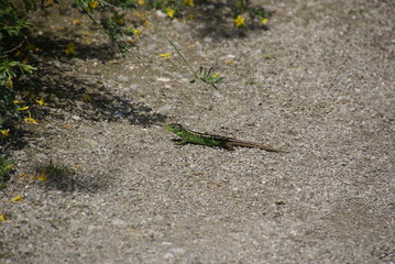 Zauneidechse grün auf Weg 2019231