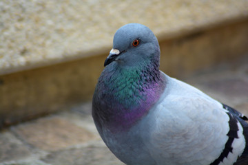 Piccione, primo piano