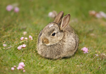 Naklejka na ściany i meble Close up of European rabbit in grass