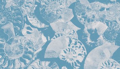 Abstract granular background of fossil Ammonites, Ammonoidea. Decorative wallpaper of petrified shells. Print from textured white spirals of seashells on blue backdrop. Stamps of Cephalopoda mollusks. © Yulu