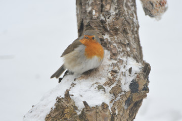 Rotkehlchen im Winter