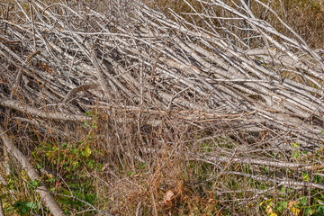 cut tree branches stacked on the ground