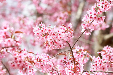 Wild Himalayan Cherry Blossoms in spring season (Prunus cerasoides), Sakura in Thailand, selective focus, Phu Lom Lo, Loei, Thailand.