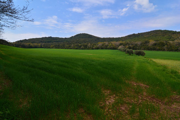 Panorama sui campi vicini a cala violina, Toscana