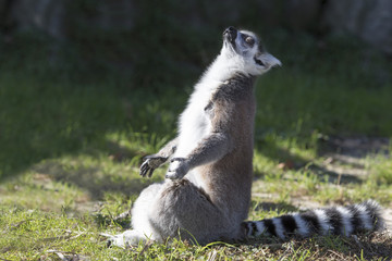 A lemur sitting in a lotus position meditating. © Jon