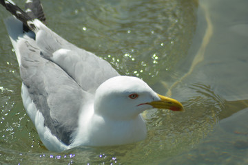 Seagull portrain in Tuscany