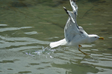 Seagull portrain in Tuscany