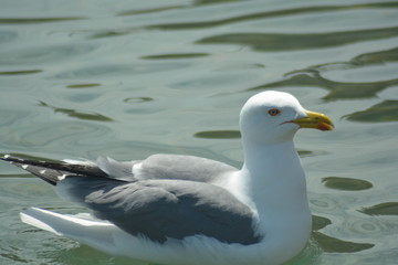 Seagull portrain in Tuscany