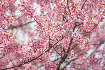 Pink sakura flower, Cherry blossom, Himalayan cherry blossom closeup background in Thailand.