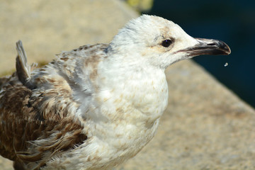 Seagull portrain in Tuscany