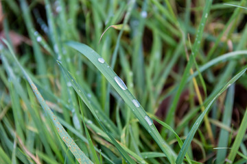 Water drops on grass