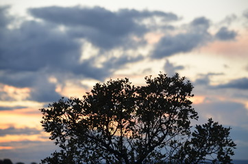 Arboles en la puesta de sol