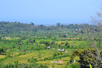 Fototapeta na wymiar paddy fields in Bali