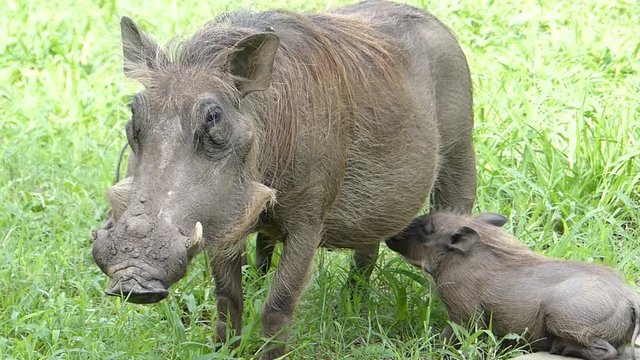 Warzenschweine