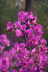 Fototapeta premium Rhododendron in the forest in spring