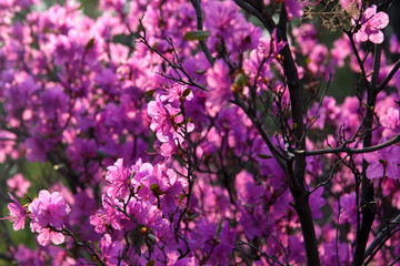 Magenta flowers of rhododendron in spring