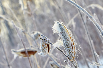 winter city and plants at sunrise