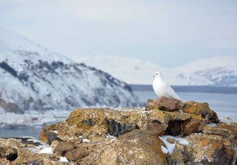 Dove, lake Sevan, Armenia